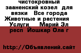 чистокровный зааненский козел  для вязки - Все города Животные и растения » Услуги   . Марий Эл респ.,Йошкар-Ола г.